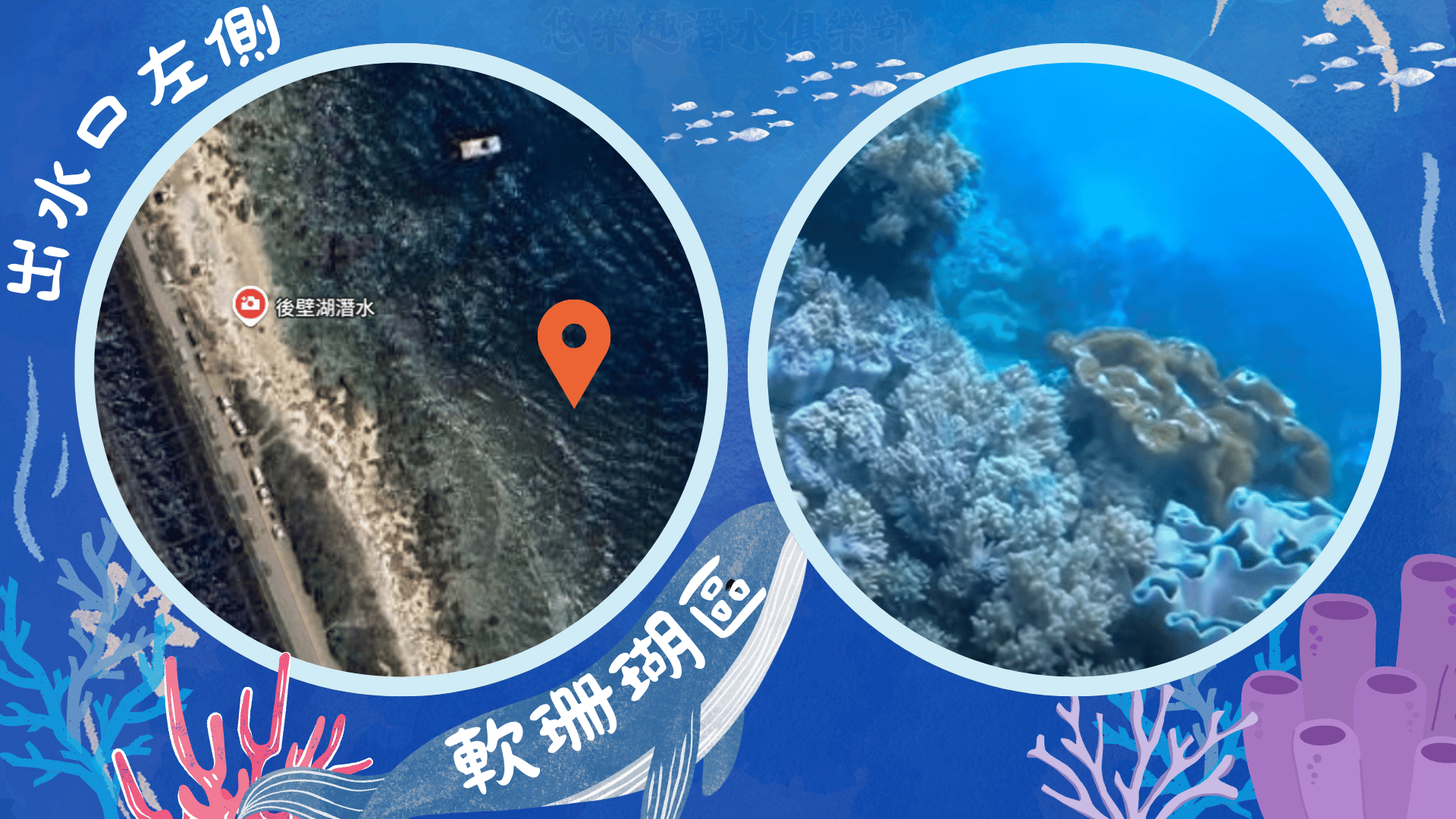 墾丁潛水地點-後壁湖軟珊瑚區